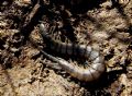 Scolopendra oraniensis